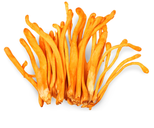 Cordyceps