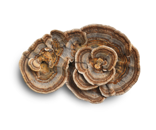 Turkey Tail