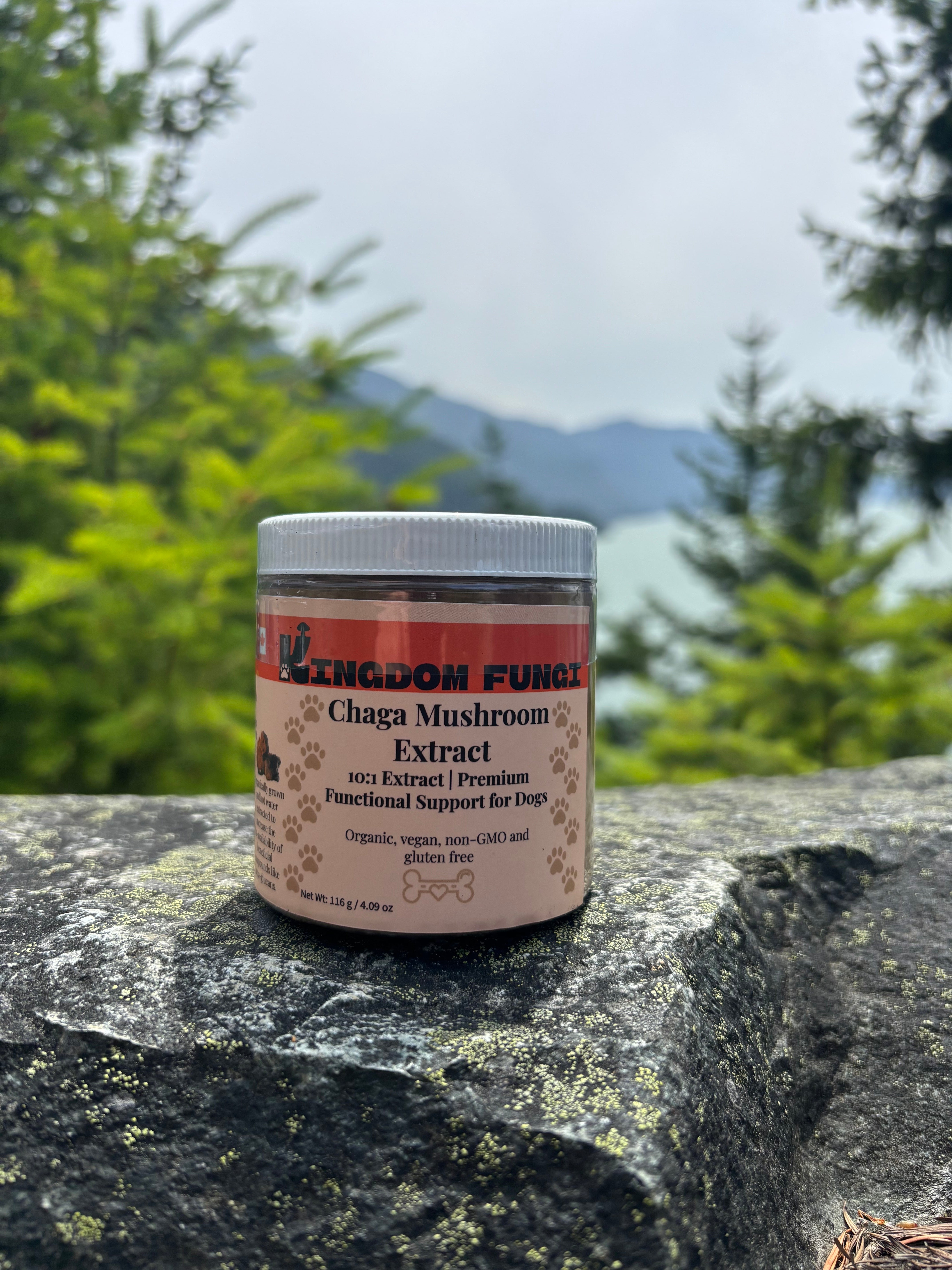 Chaga Mushroom Extract Powder